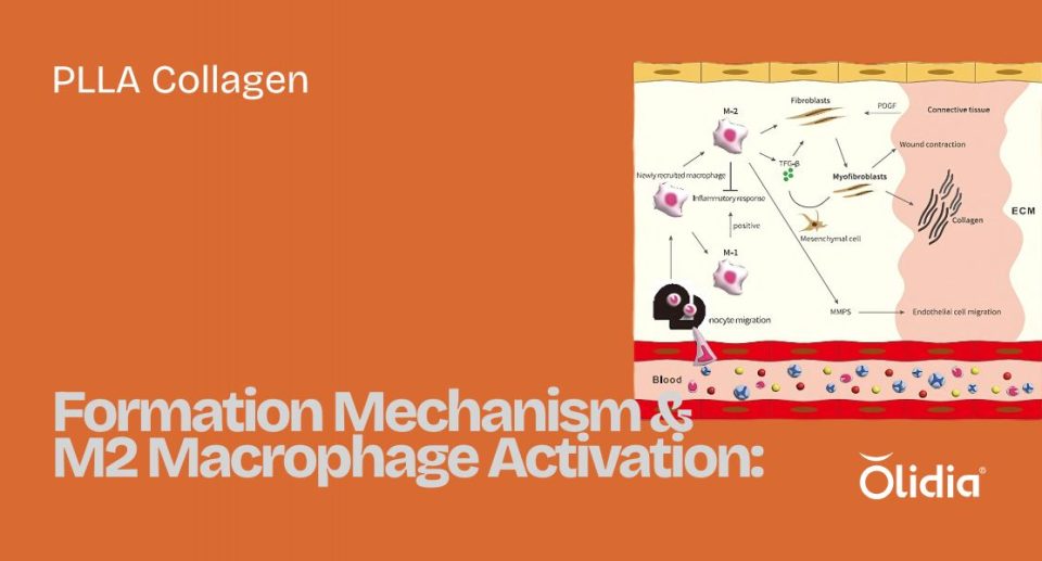 PLLA Collagen Formation Mechanism & M2 Macrophage Activation: The Science Behind Olidia