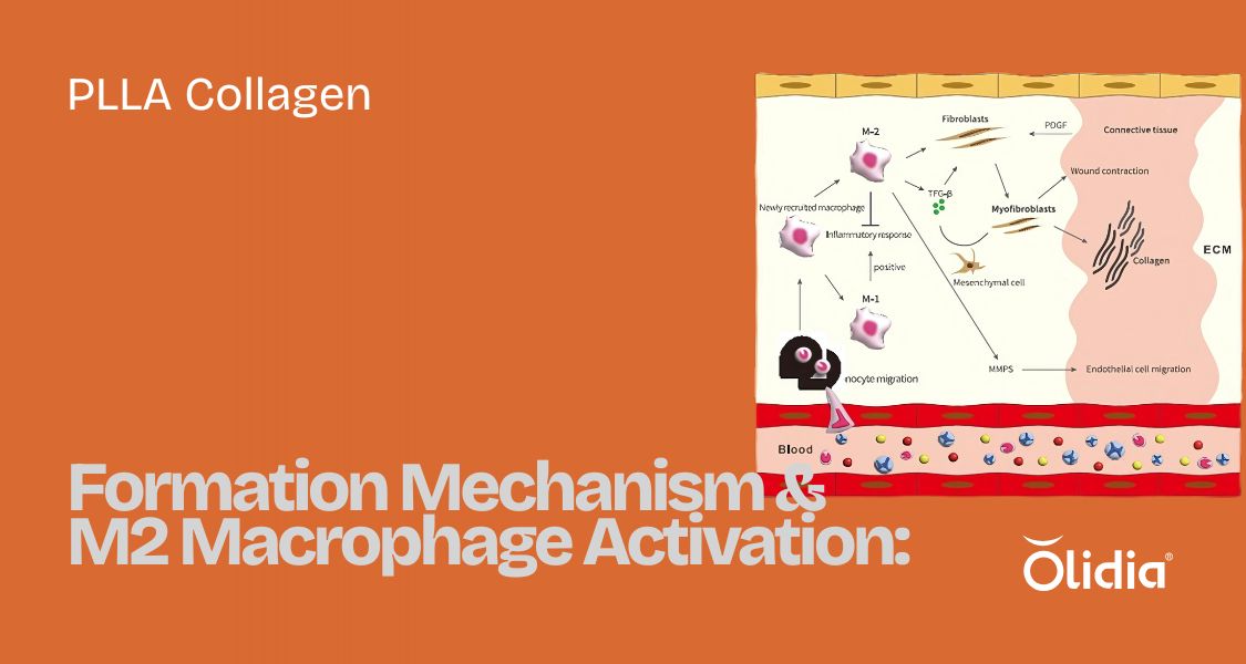 PLLA Collagen Formation Mechanism & M2 Macrophage Activation: The Science Behind Olidia